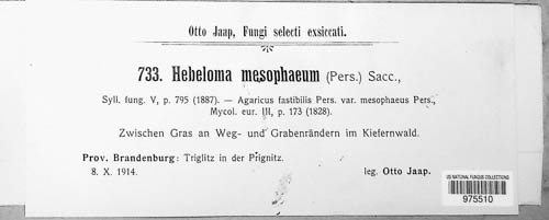 Hebeloma mesophaeum image